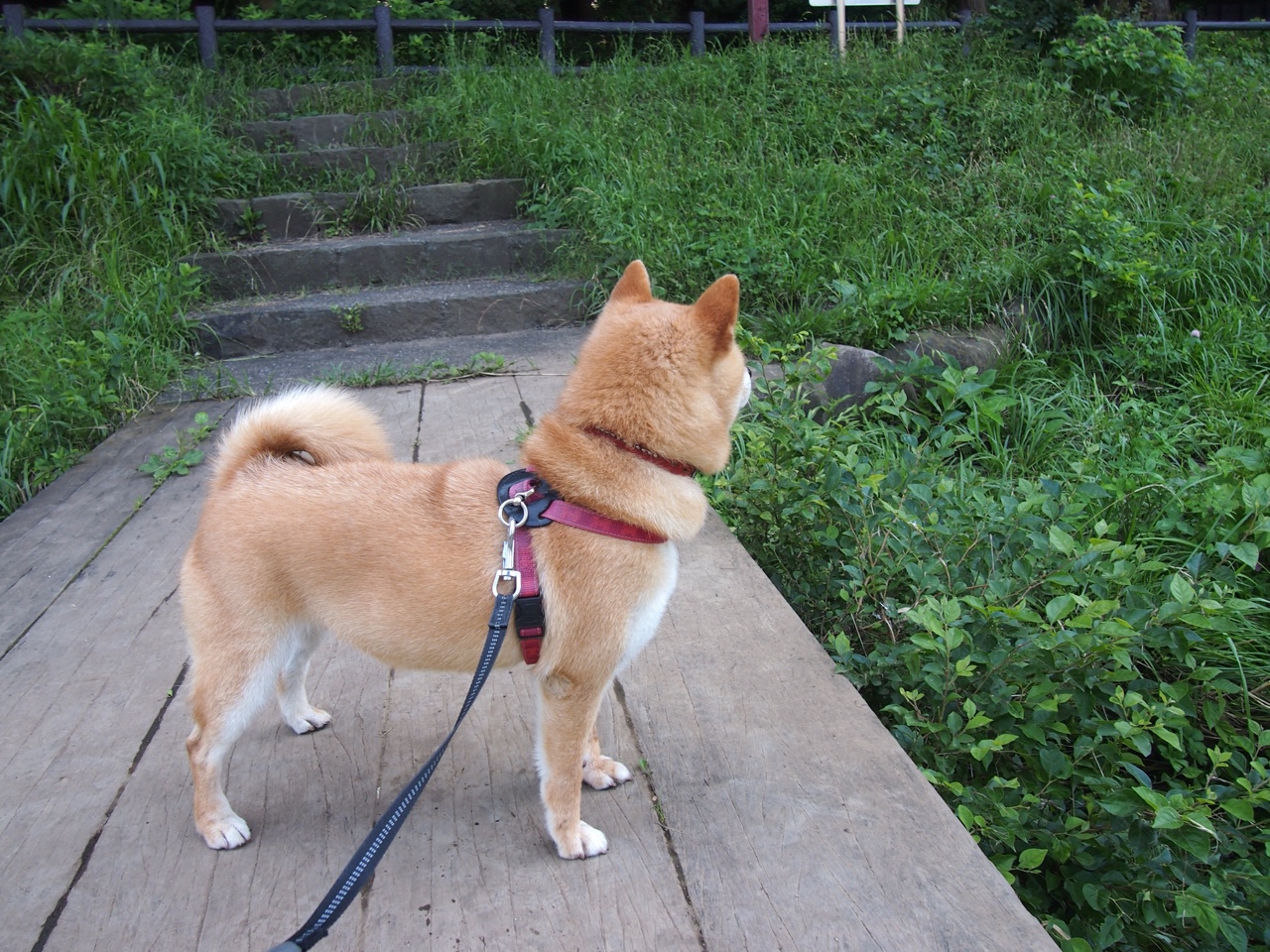 自由式滑雪技术指导课程开放大众申请，自由式滑雪项目包括