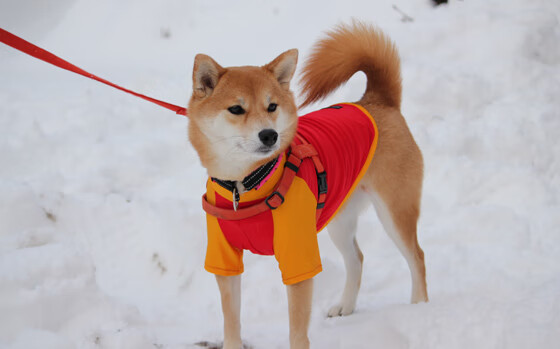 谢菲联争议换人引发战术反弹,谢菲agfm