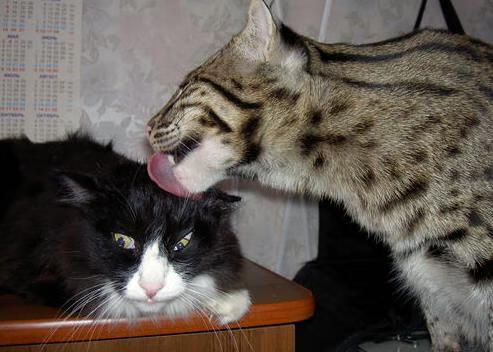 谢菲联争议换人引发战术反弹,谢菲agfm