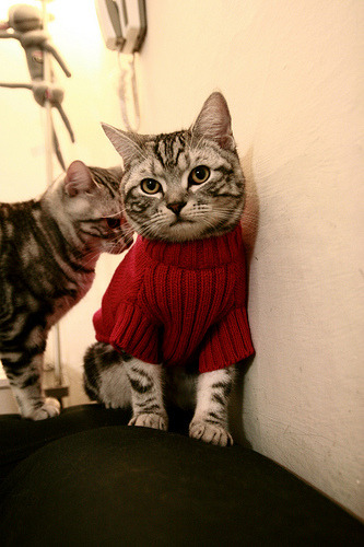 希腊女篮在欧洲锦标赛中再夺佳绩，传承荣耀不断，希腊女子篮球超级联赛ds